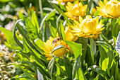 Helichrysum bracteatum 'Totally Yellow'