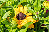 Rudbeckia SmileyZ 'Sunny Smiley