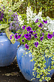 Petunia 'Blue Picotee'