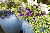 Petunia 'Blue Picotee'