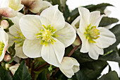 Helleborus x ericsmithii 'HGC Shooting Star'®