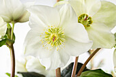 Helleborus niger