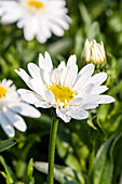 Leucanthemum x superbum 'Sweet Daisy Birdy'