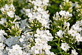 Phlox paniculata 'Early® White'