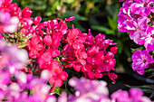 Phlox ,Early ® Red'