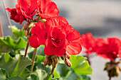 Pelargonium interspecific 'Sarita Dark Red 2019'