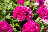 Pelargonium peltatum 'Great Balls of Fire Blue'.