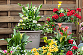 Zantedeschia 'Patio Calla'