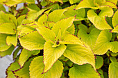 Coleus blumei 'Stained Glassworks Velvet'