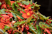 Begonia SUMMERWINGS™ 'Deep Red'