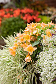 Begonia SUMMERWINGS Vanilla Elegance