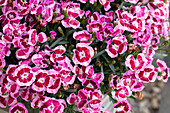 Dianthus TOUCH 'Big Touch'