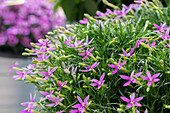 Isotoma axillaris 'Patti's Pink'