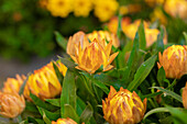 Helichrysum bracteatum SUNBRELLA™ 'Orange'