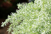 Artemisia glacialis 'Gletscherraute'