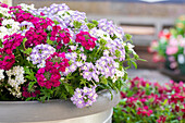 Verbena TrioMio™ 'Vepita™UP'