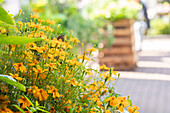 Tagetes tenuifolia