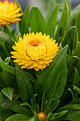 Bracteantha 'Totally Yellow'(s)