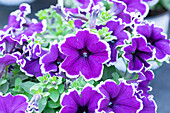 Petunia Blue Picotee