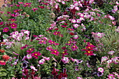 Beetpflanzen in purpur-rosa