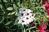 Rhododendron