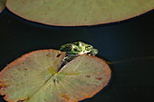 Frog on lily pad