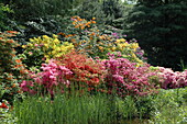 Garden view with azaleas