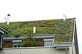 Green roof