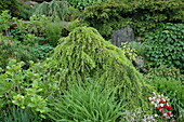 Cedrus deodara 'Pendula