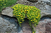 Delosperma, yellow