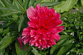 Paeonia lactiflora 'Red Charm'