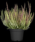 Calluna vulgaris Twingirls®, weiß-rot