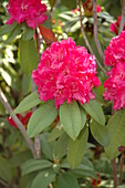 Rhododendron, red