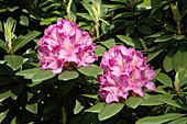 Rhododendron, pink