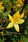 Rhododendron luteum, gelb
