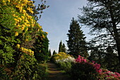 Weg im Rhododendronhain