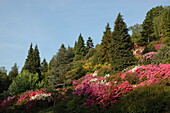 Koniferen und Rhododendron