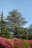 Koniferen und Rhododendron