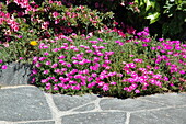 Delosperma, pink