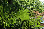 Washingtonia robusta