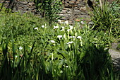 Calla palustris