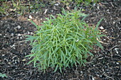 Artemisia dracunculus