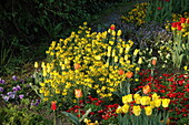 Bed with tulips and bog water lily