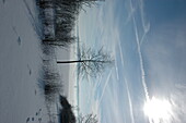 Tree in snow landscape