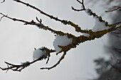 Zweig mit Flechten im Schnee