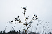 Distelblüten im Schnee