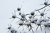 Distelblüten im Schnee