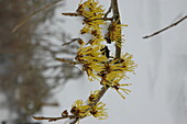 Hamamelis 'Arnods Promise'