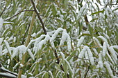 Bamboo leaves in the snow