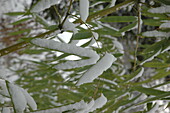 Bambusblätter im Schnee